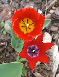 Foto